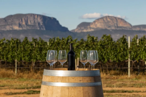 Enoturismo no Brasil: destinos para curtir vinhos e clima de outono