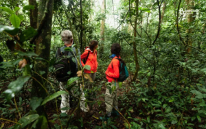 Destinos brasileiros para observar fauna e natureza fora da alta temporada